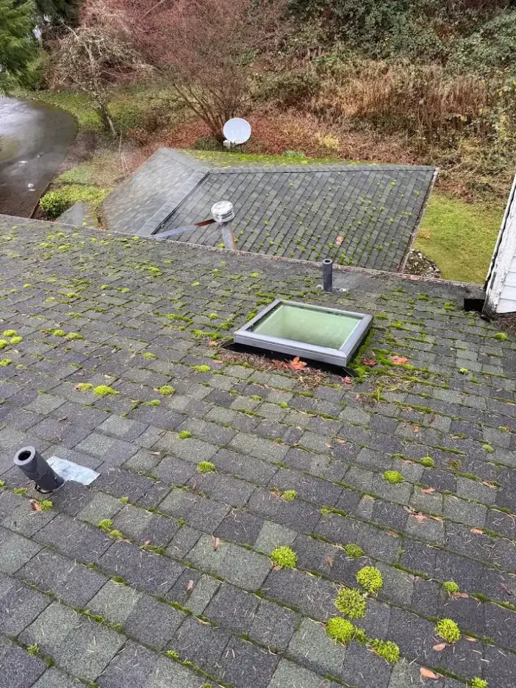 Moss-covered shingle roof around a skylight before treatment